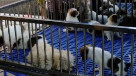 广州哪里有宠物市场（广州哪里有宠物卖）