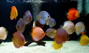 三个字的宠物鱼（三个字的宠物鱼有哪些）