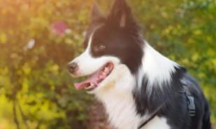 边境牧羊犬详细介绍资料（边境牧羊犬资料大全）