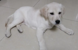 拉布拉多几个月后猛长（拉布拉多3个月的样子）