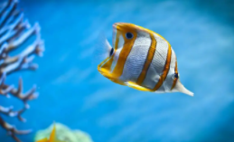 十种最漂亮的海水鱼（最好看的海水鱼）