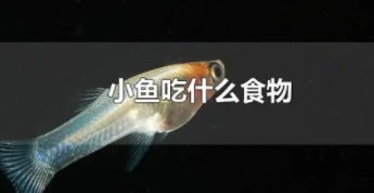 小鱼吃什么东西（小鱼吃什么东西才能养活）