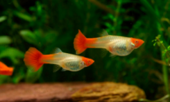 十大中国最漂亮的原生观赏鱼（好养的中国原生观赏鱼）