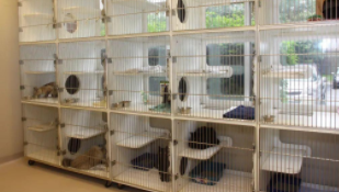 北京宠物店寄养宠物多少钱一天（北京宠物寄养多少钱一个月）