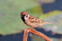 写出5种鸟的名字（写出5种鸟的名称）