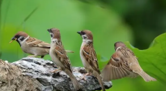 初次养鸟者选养什么鸟好（初学养鸟者养什么鸟合适）