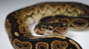 什么蟒蛇可以当宠物养（什么蟒可以家养）