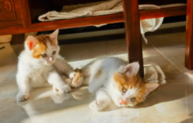 同城免费领养猫猫（免费领养猫但是要买猫粮）