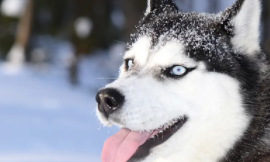 哈士奇市场价多少钱一只幼犬（哈士奇市场价是多少）