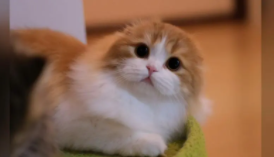 虎斑折耳猫多少钱一只幼崽（虎斑折耳猫市场价多少钱一只）