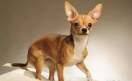 体型小又便宜的宠物（体型小又便宜的宠物犬）