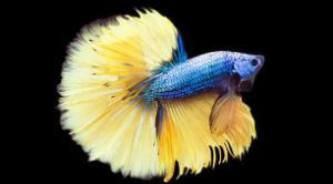 最近最火的观赏鱼（比较火的观赏鱼）