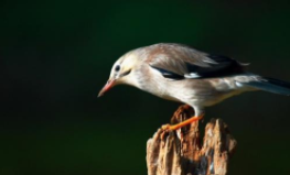 买宠物鸟上哪个网站好（买鸟去哪个网站比较好）