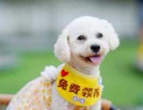 哪里可以免费领养宠物狗（那里可以免费领养狗狗）