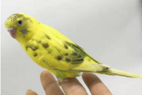 鸟类宠物店（鸟类宠物店名）