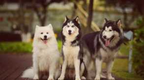 宠物英文名字高端大气（宠物英文名字高端大气萨摩耶）