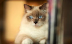 哪个品种的猫长不大（什么品种宠物猫长不大）