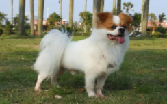 蝴蝶犬和土狗的串串的优缺点（蝴蝶犬跟土狗生的宝宝能长多大）