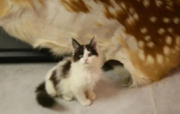 猫丢了找猫的窍门玄学 碗（猫丢了找猫的窍门农村）