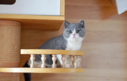 一百元以内的宠物（一百元以内的宠物有哪些）