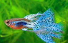 适合小鱼缸养的观赏鱼（小鱼缸适合养什么观赏鱼）