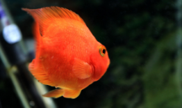 家庭最好养的热带鱼（家庭最好养的热带鱼排名）