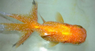 治疗鱼白点病最有效的方法是什么（治疗鱼白点病最有效的方法是什么意思）