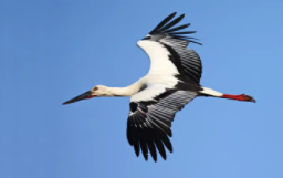 河北常见鸟类图谱（河北常见鸟类图谱）