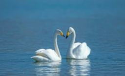 东北野生鸟大全图名字（东北地区野生鸟类图）