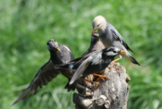 鸟是人类的朋友写出五种鸟的名字（鸟是人类的朋友写出五种鸟的名字英语）