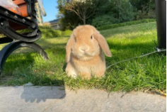 宠物兔需要晒太阳吗（宠物兔可以晒太阳吗?）