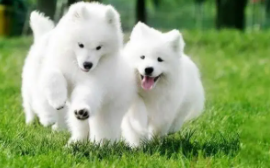 一生只认一个主人的狗是什么狗（一生只认一个伴侣的动物是什么）