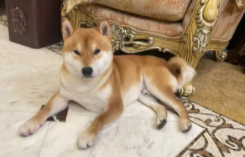 女孩子喜欢柴犬吗（女生喜欢柴犬吗）