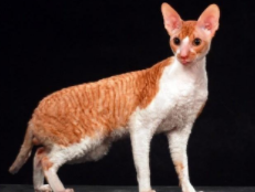 柯尼斯猫三个档次（柯尼斯猫三个档次有什么区别）