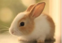 适合10岁孩子养的宠物（适合10岁孩子养的宠物有哪些）