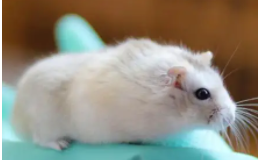 小学生适合养什么小型宠物（小学生适合养什么宠物?）