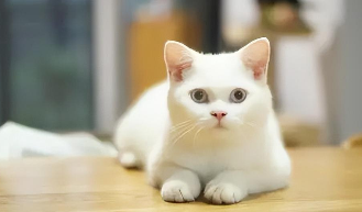 最正规的宠物交易app（专门卖宠物的app）