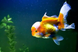 宠物鱼有哪些（宠物鱼有哪些种类）