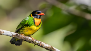 观赏鸟品种大全（各种观赏鸟）