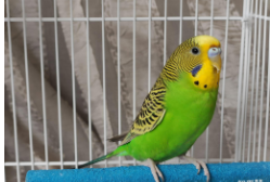 家养鸟种类价格（家庭养鸟致富品种）