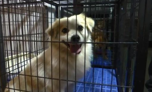 猫寄放宠物店多少钱一天（猫寄存宠物店要多少钱）