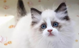 西安宠物市场一条街（西安宠物市场一条街布偶猫价格）