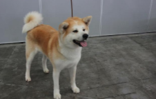 中华田园犬小型犬有哪些品种（小型长不大的中华田园犬）