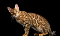 一万左右的猫品种（一万多元的猫什么品种）