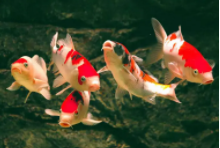 卖观赏鱼广告词大全（卖观赏鱼发朋友圈的句子）