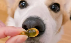 狗狗吃哪种鱼油好一点（狗狗吃什么牌子的鱼油好）