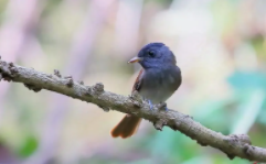 耐寒的鸟家养鸟（耐寒的鸟家养鸟有哪些）