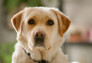 宠物小知识100条（宠物知识小课堂）