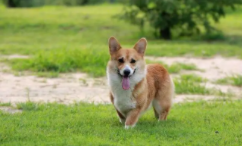 狗狗的种类大全相片（狗狗的种类大全相片及名称）