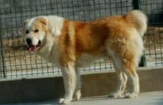 中亚犬三种头版图（中亚犬 三种）